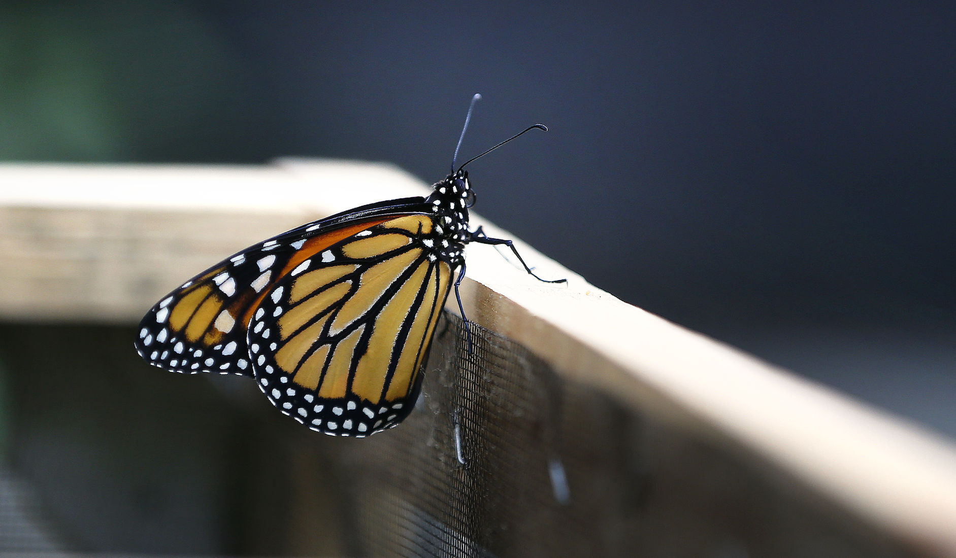 20200XXX_MET_MONARCH_AWE09